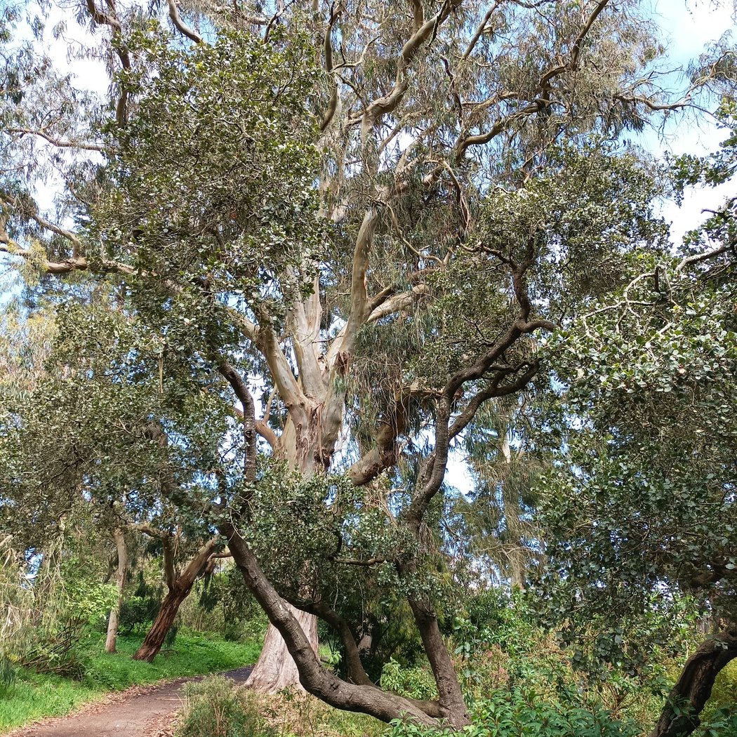 Oak Woodlands Natural Area 1