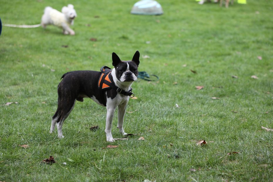Des chiens sans laisse, une expérimentation inédite 1