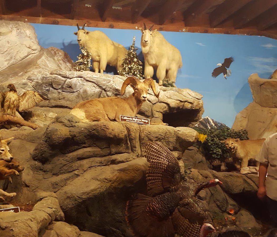 Petaluma Wildlife Museum 4
