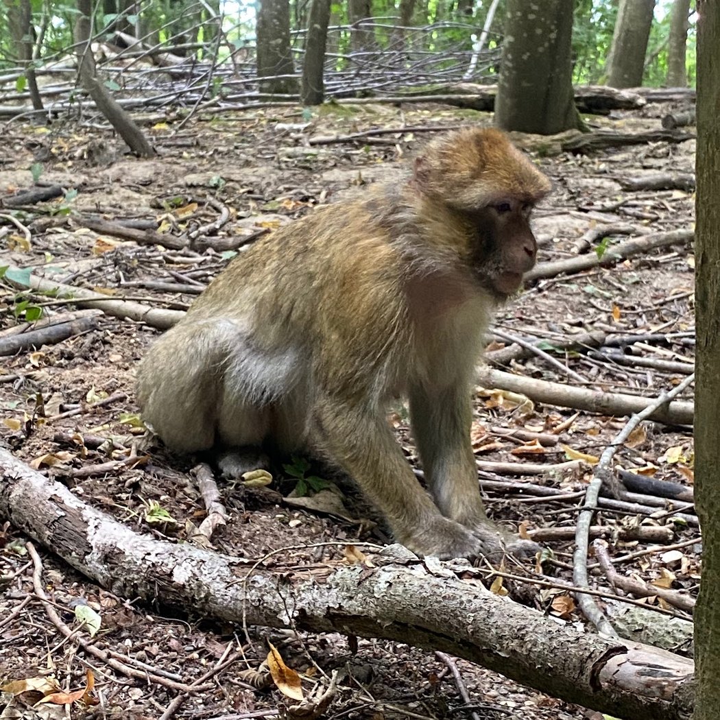 Land of Monkeys 2