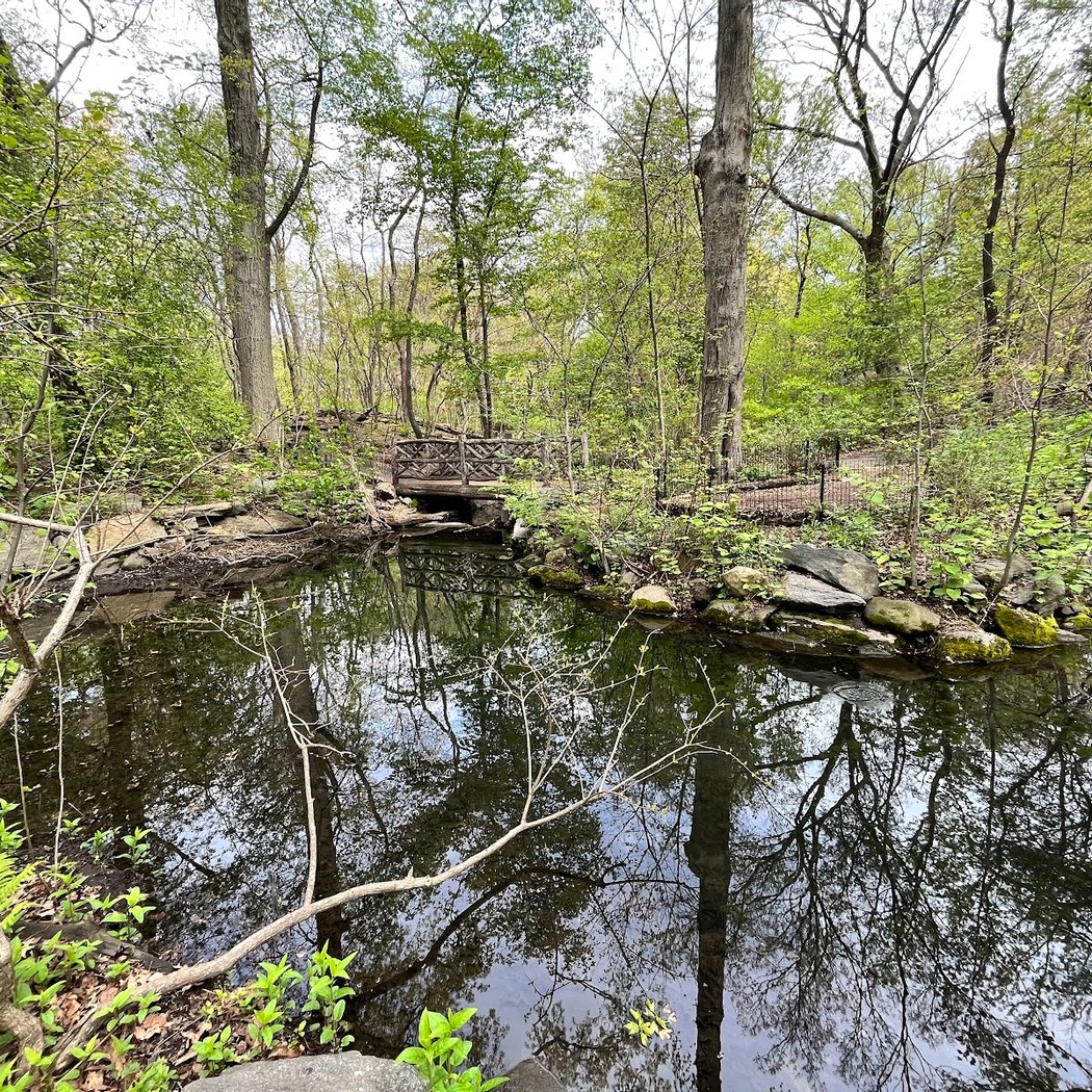 Azalea Pond 2