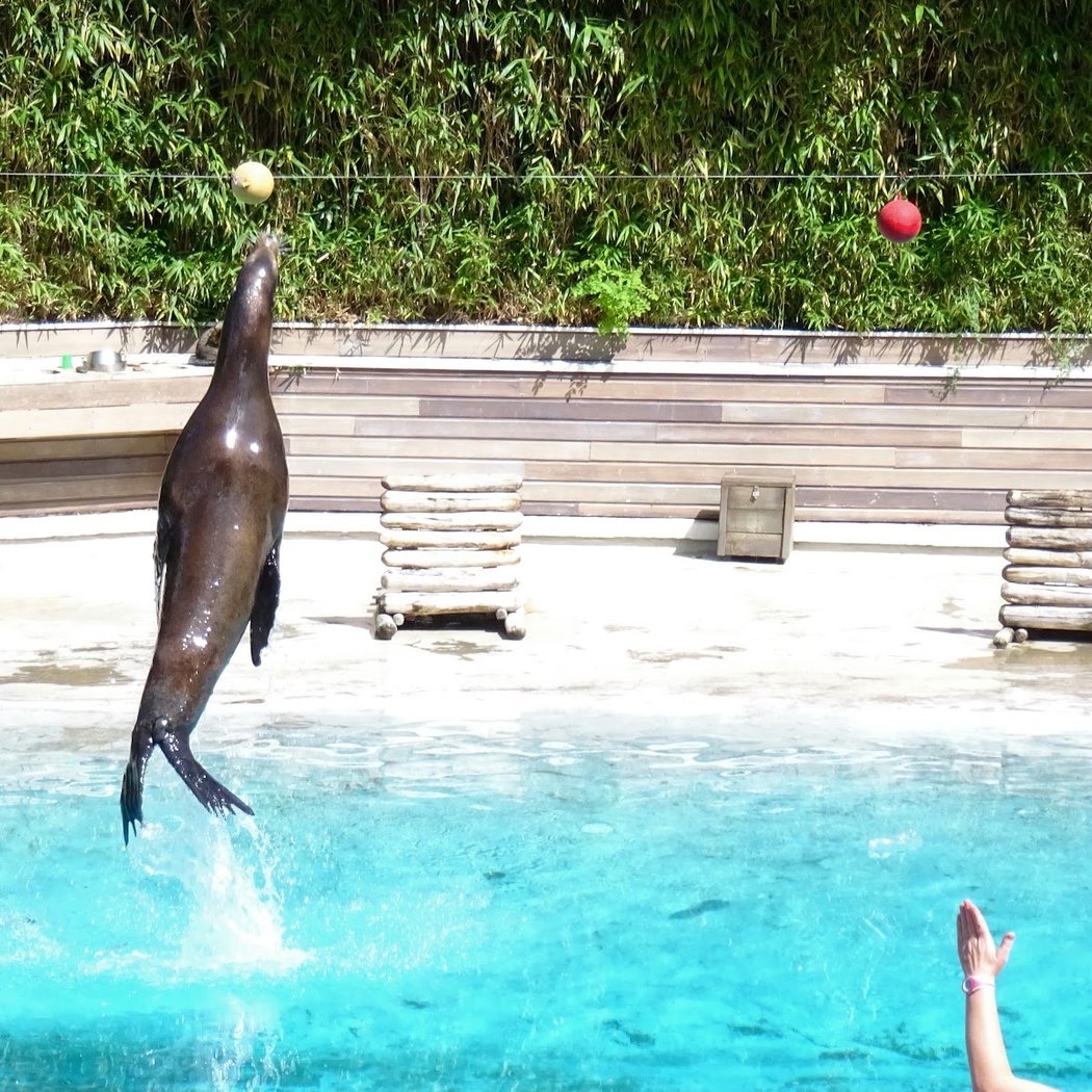 Bassin des Otaries de Californie 1