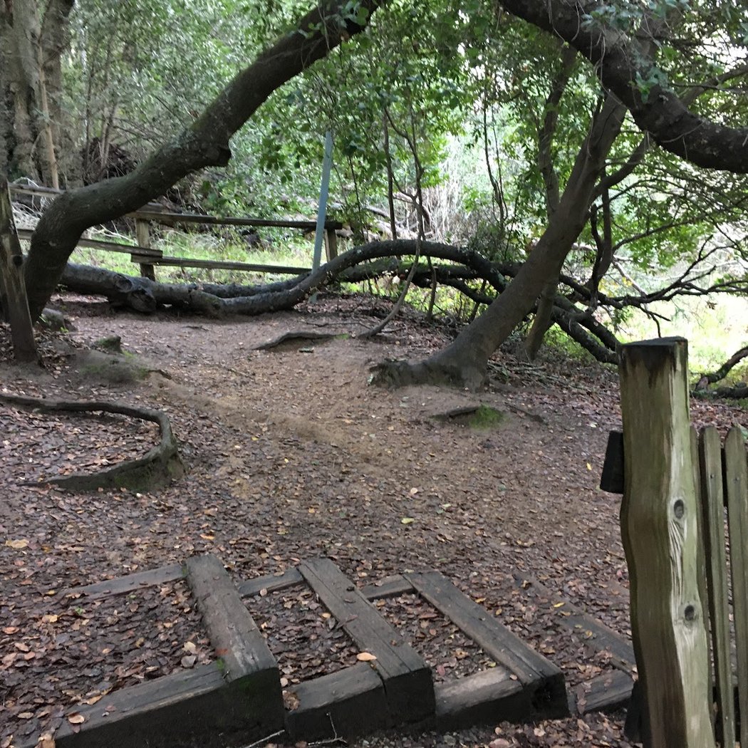 Listening to Trees: A Spinning Time into Form Walk 2