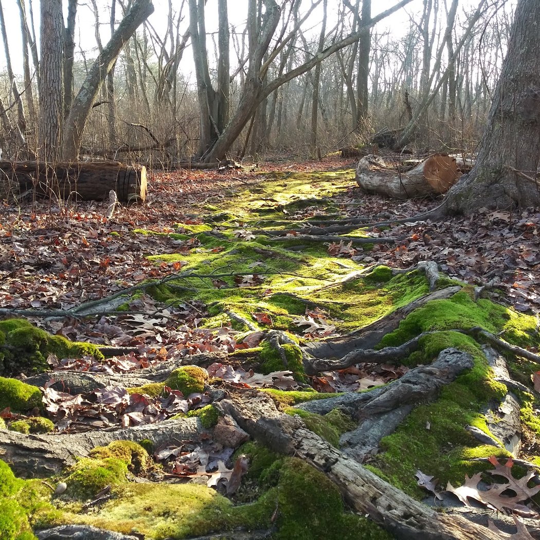 Seatuck Environmental Association 1