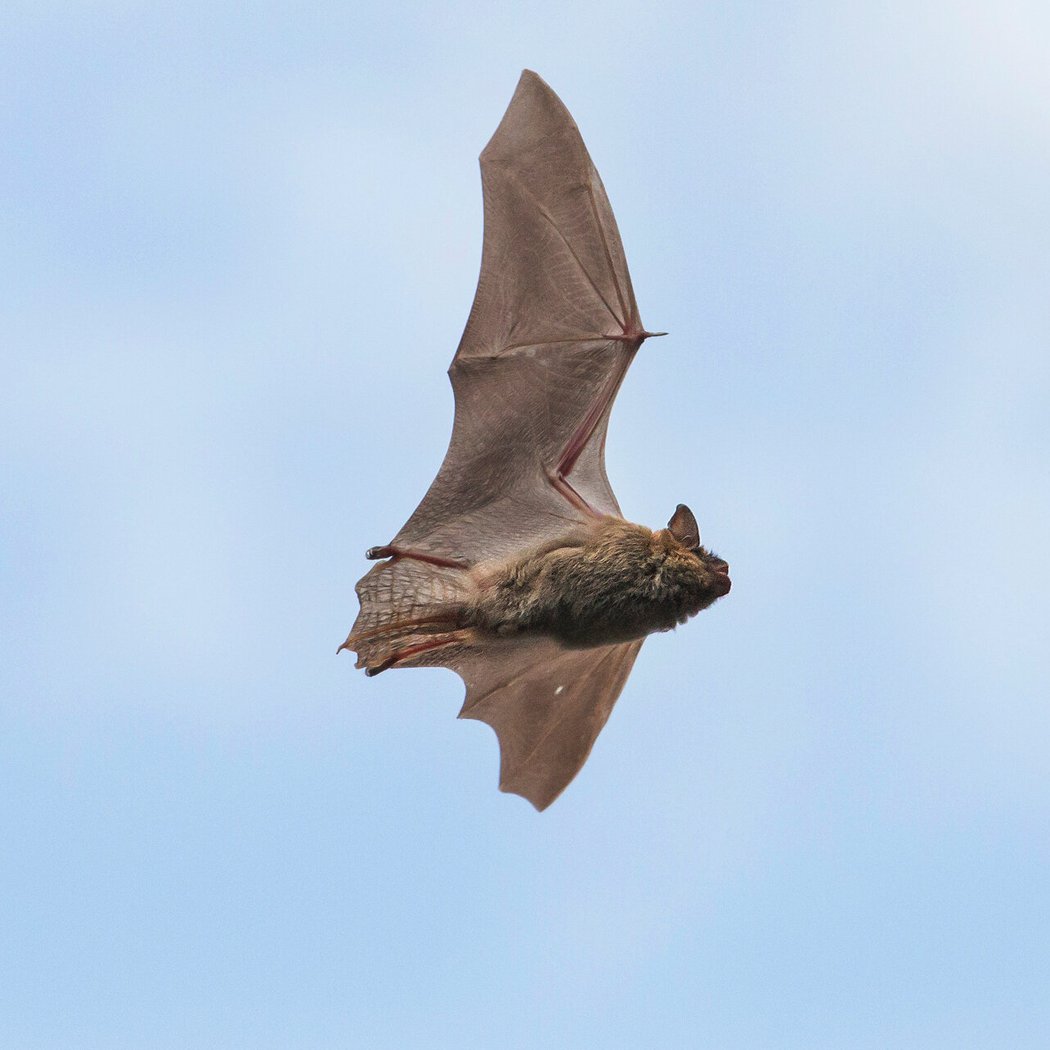 Tracking Bats in Flight 1
