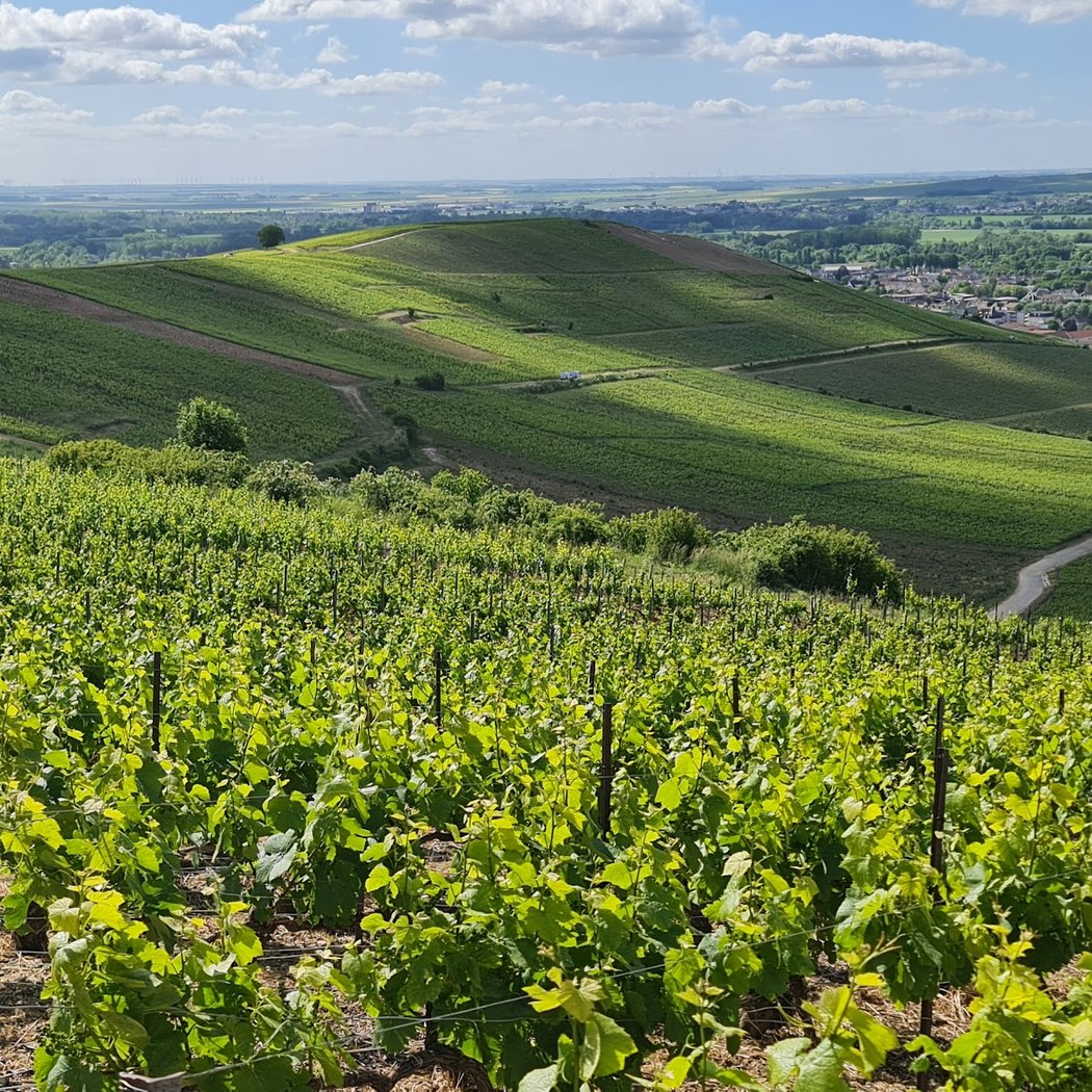 Parc naturel régional de la Montagne de Reims 1