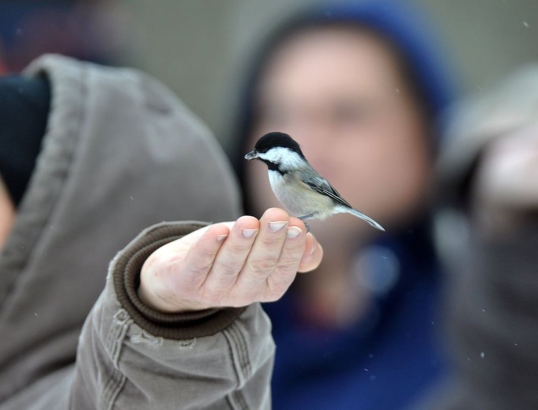 Chickadee Meet & Greet 1