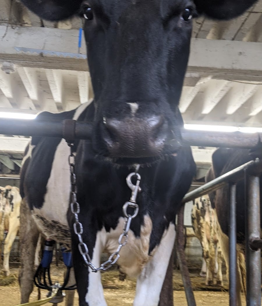 Tonjes Farm Dairy 1