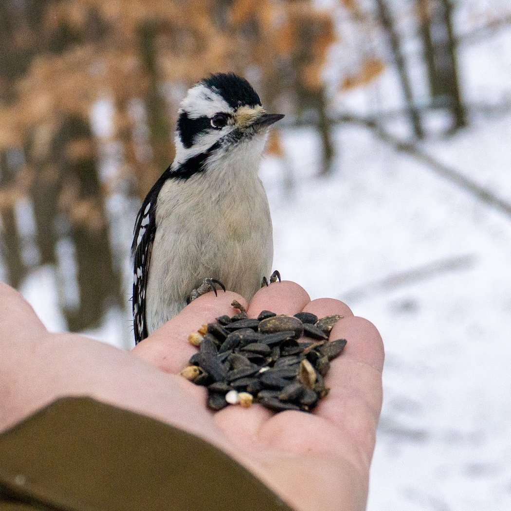Chickadee Meet & Greet 3
