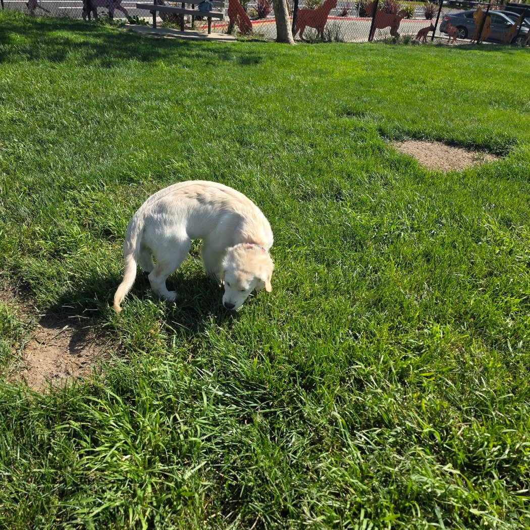 Dougherty Hills Dog Park 2