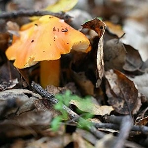 Mushroom Hike 1