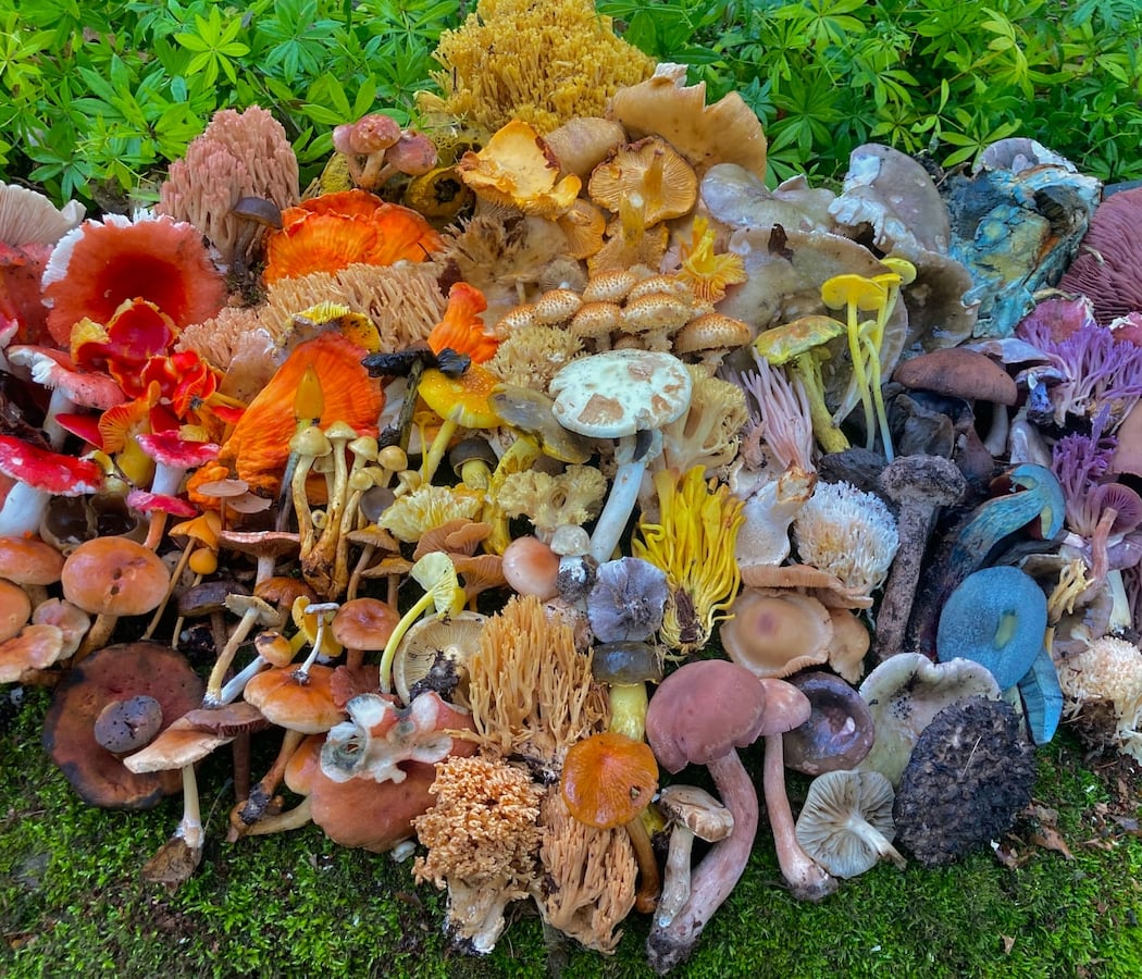 Wild & Curious Mushroom Walk