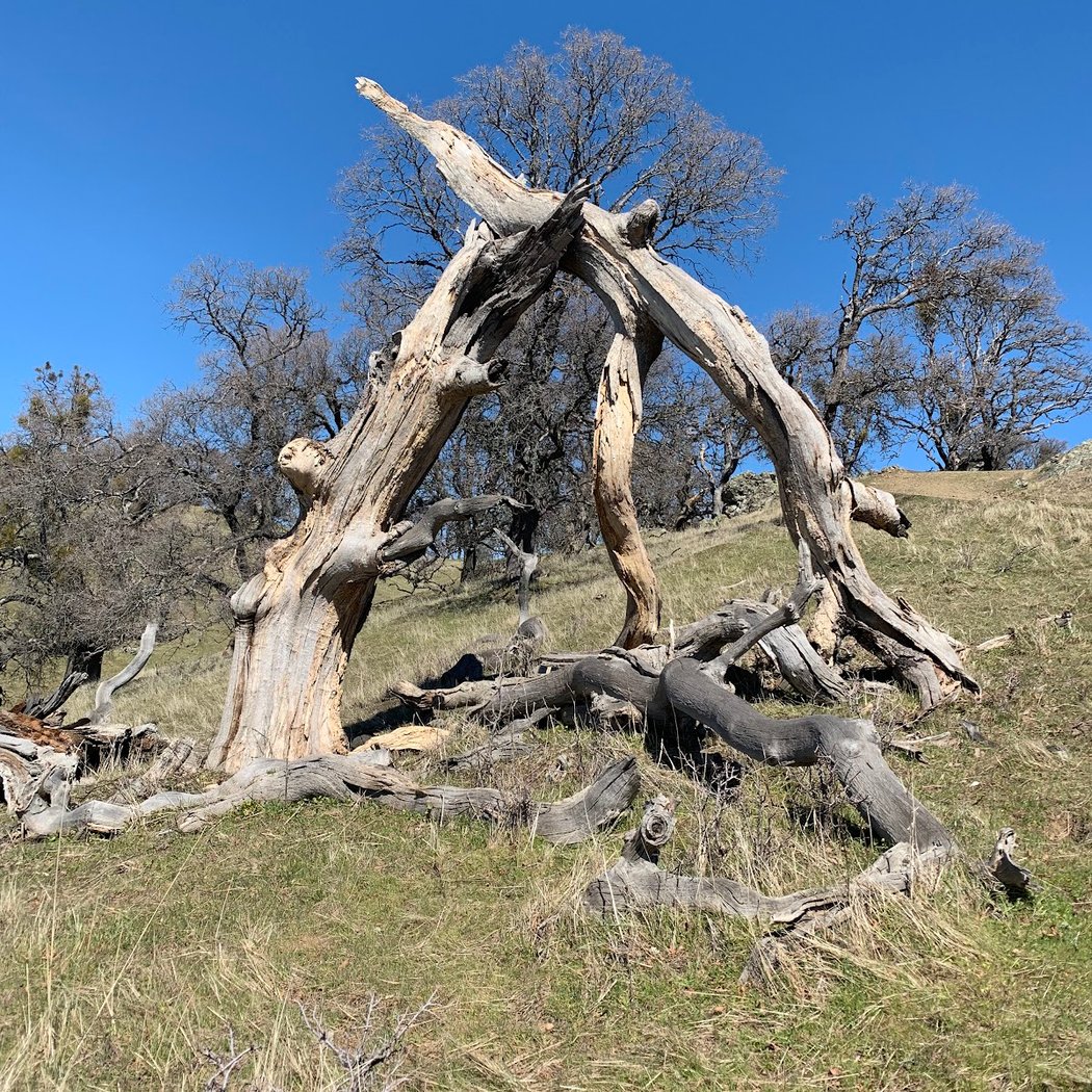 Ohlone Regional Wilderness 3
