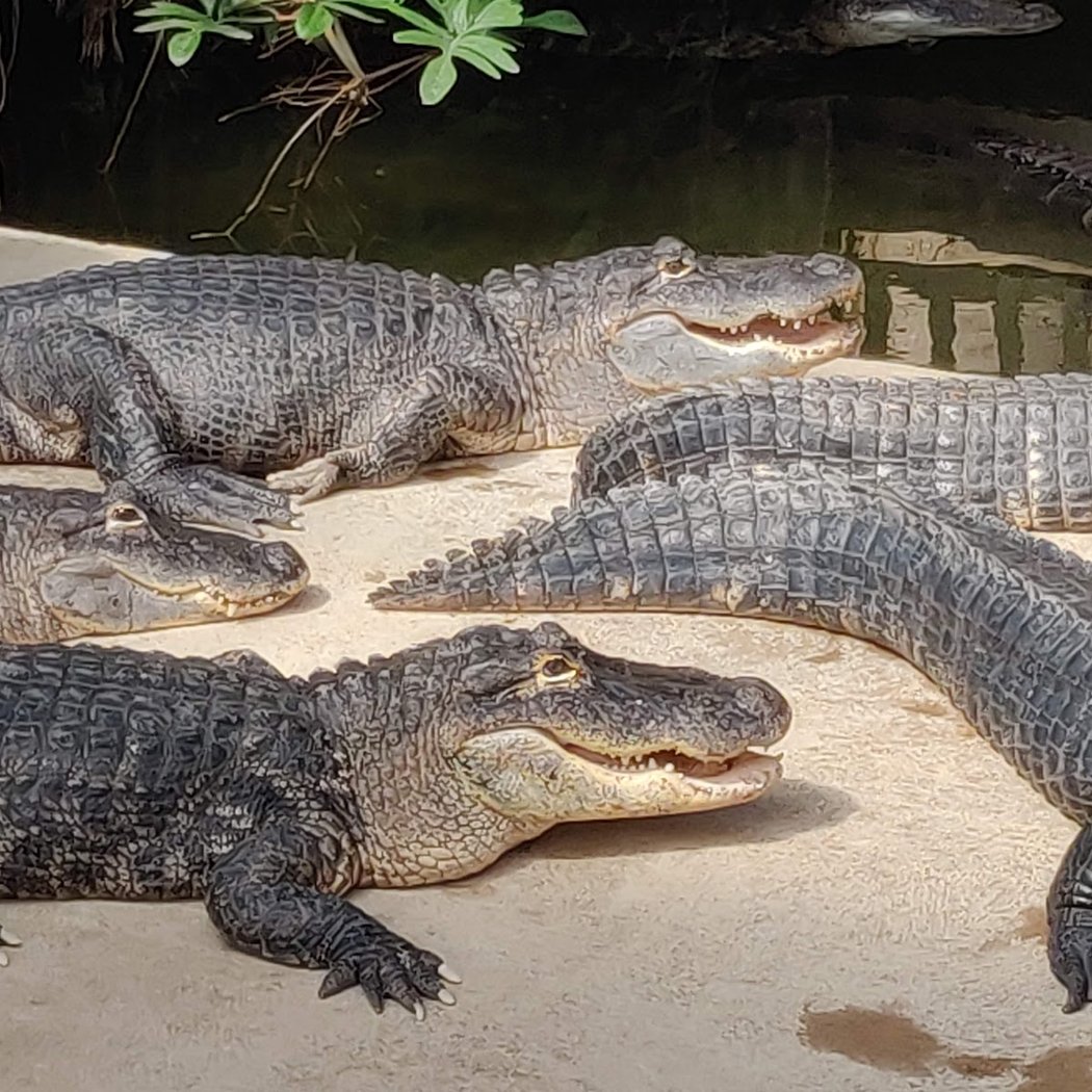 Alligator Bay 2