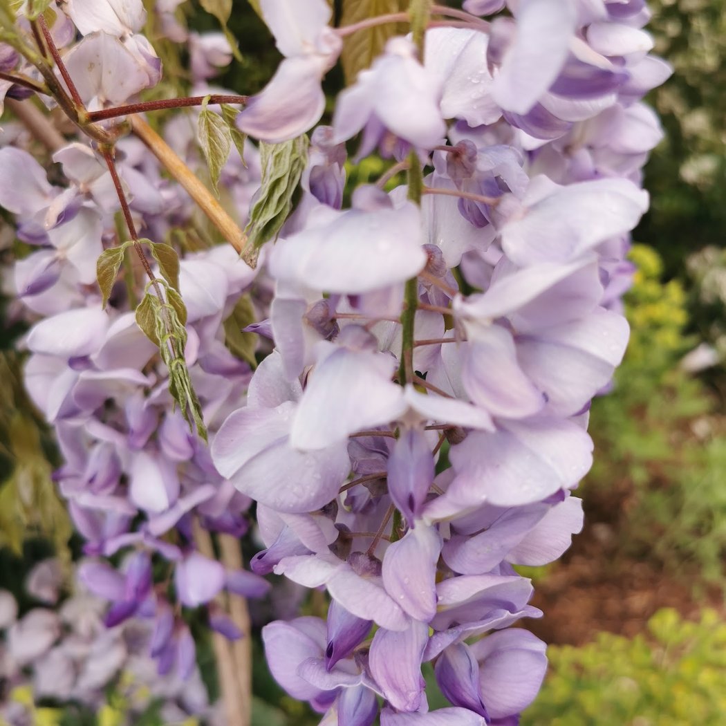 Bonnin Garden 3