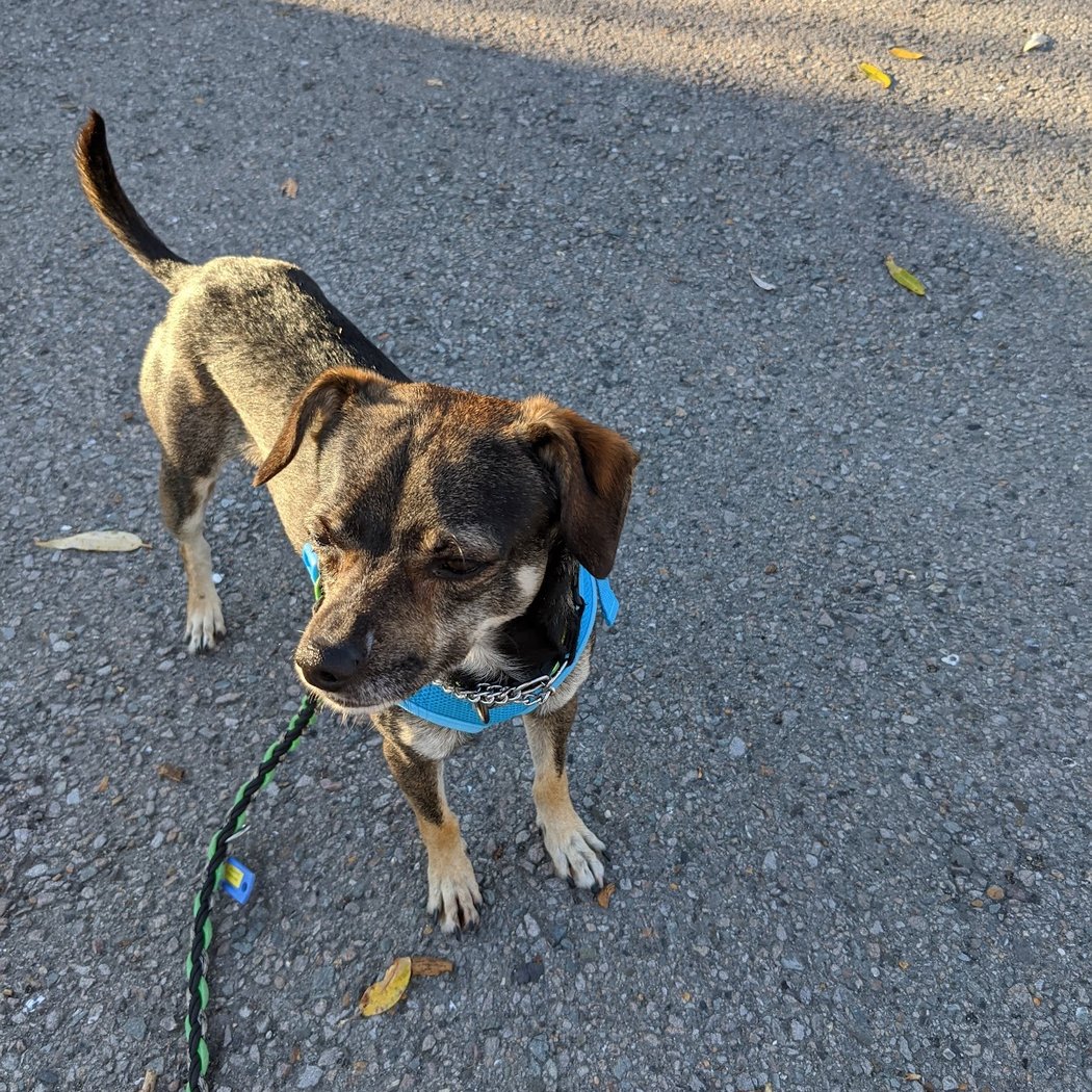 Marin Humane 2
