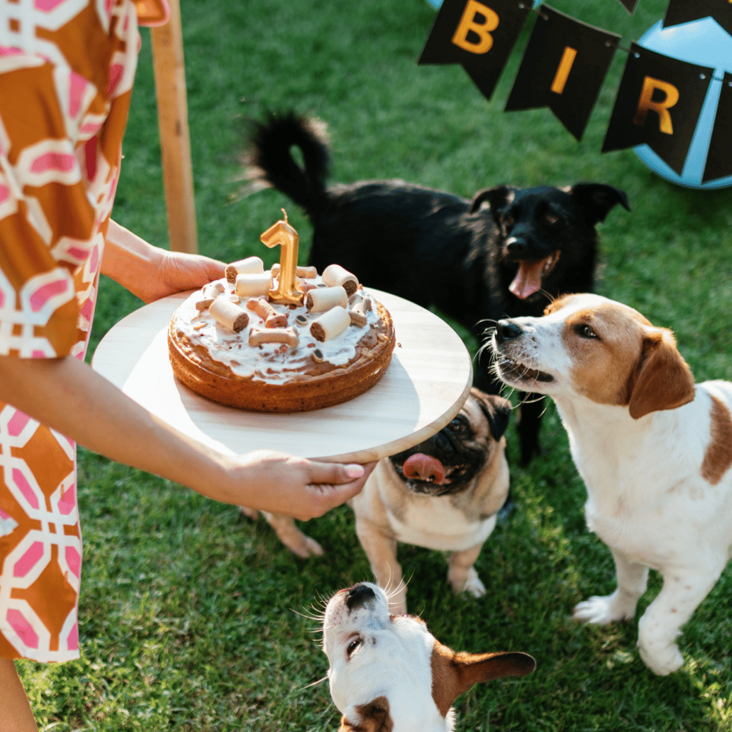 Gotcha/Birthday Pawty! 3
