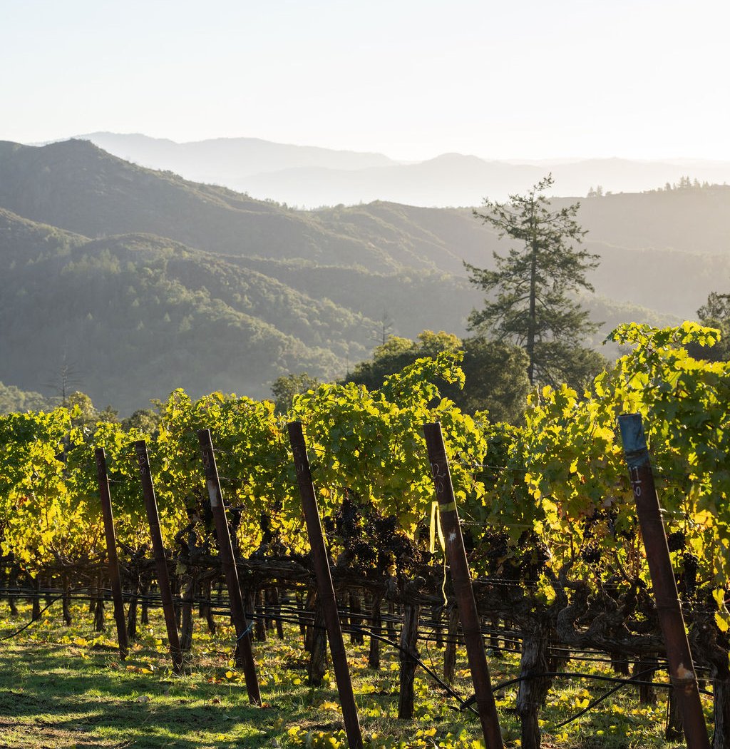 Trinchero Napa Valley 1