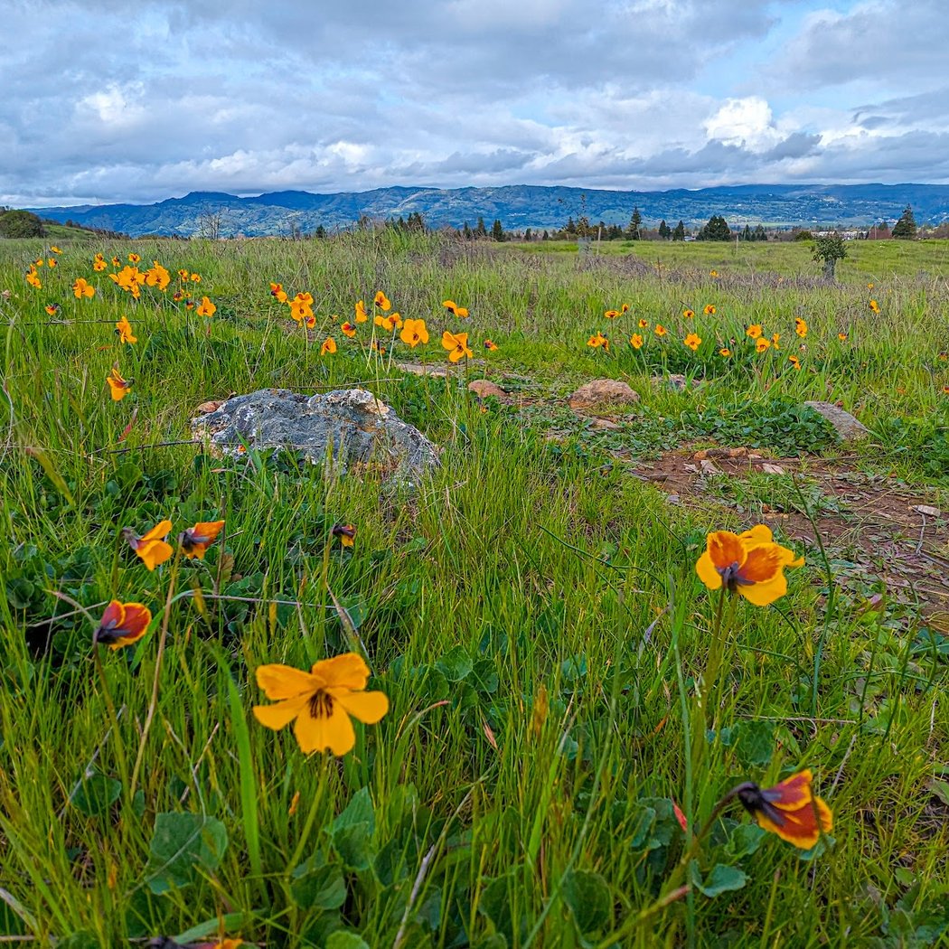 Westwood Hills Park Invasive Plant Removal Days 1