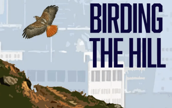 Birding the Hill 1