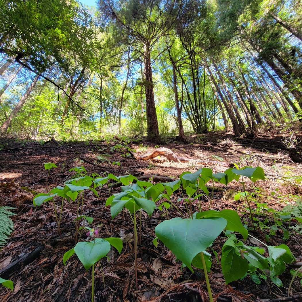 Stream Trail 2