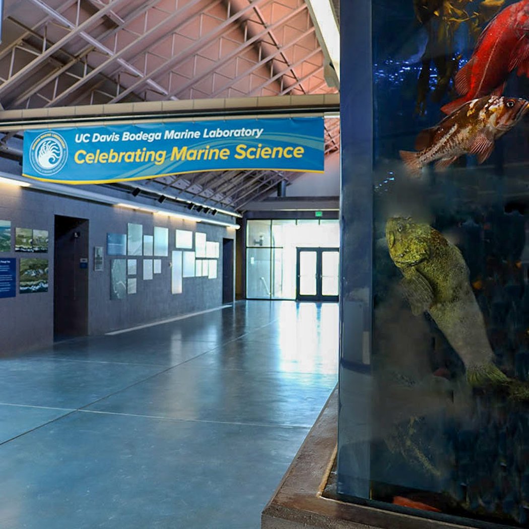 Free, docent-led tours of the UC Davis Bodega Marine Laboratory 1