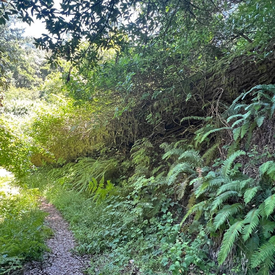 Razorback Ridge Trail 3