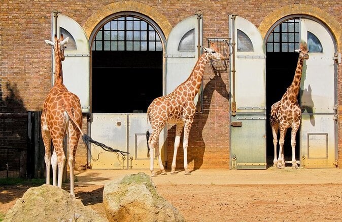 London Zoo 3