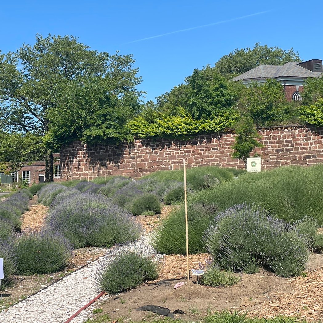 Lavender Field on Governors Island 2