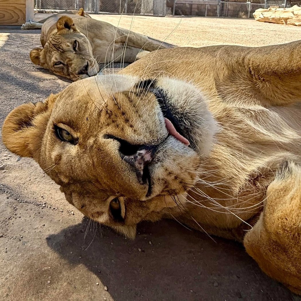 Lion Habitat Ranch inc 2