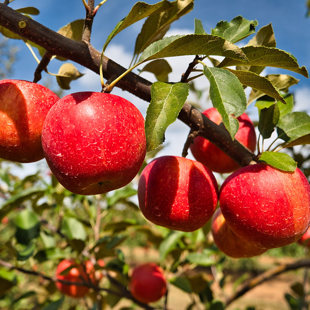 Eastmont Orchards 1