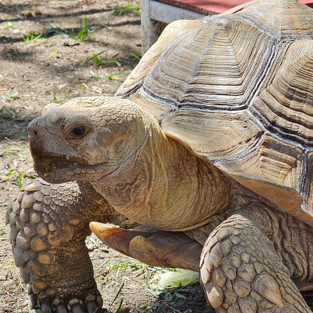 Huddinfarm Pumpkin Patch & Petting Zoo 3