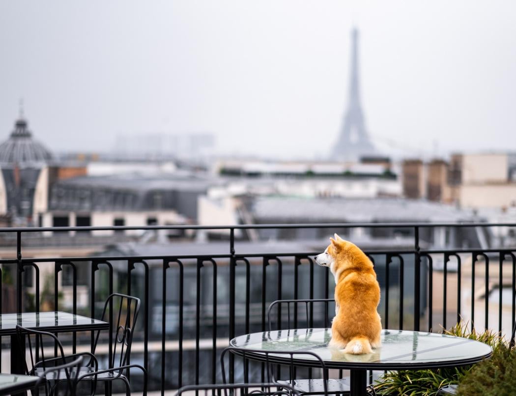 Brunch coloré à partager avec votre chien 1