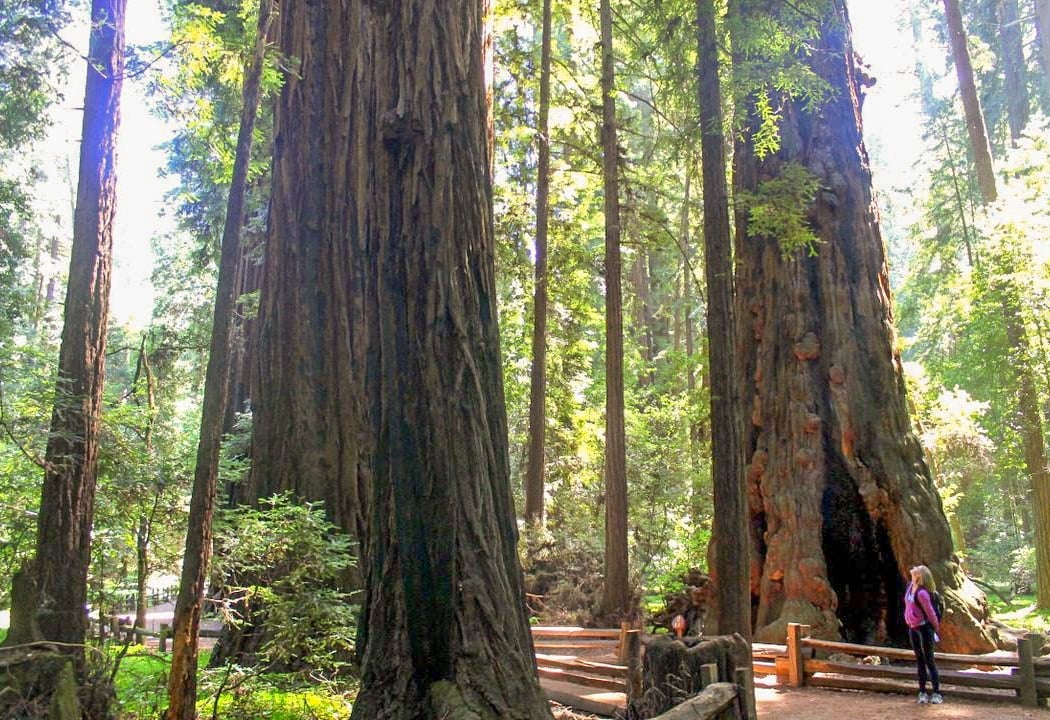 Henry Cowell Redwoods State Park 2