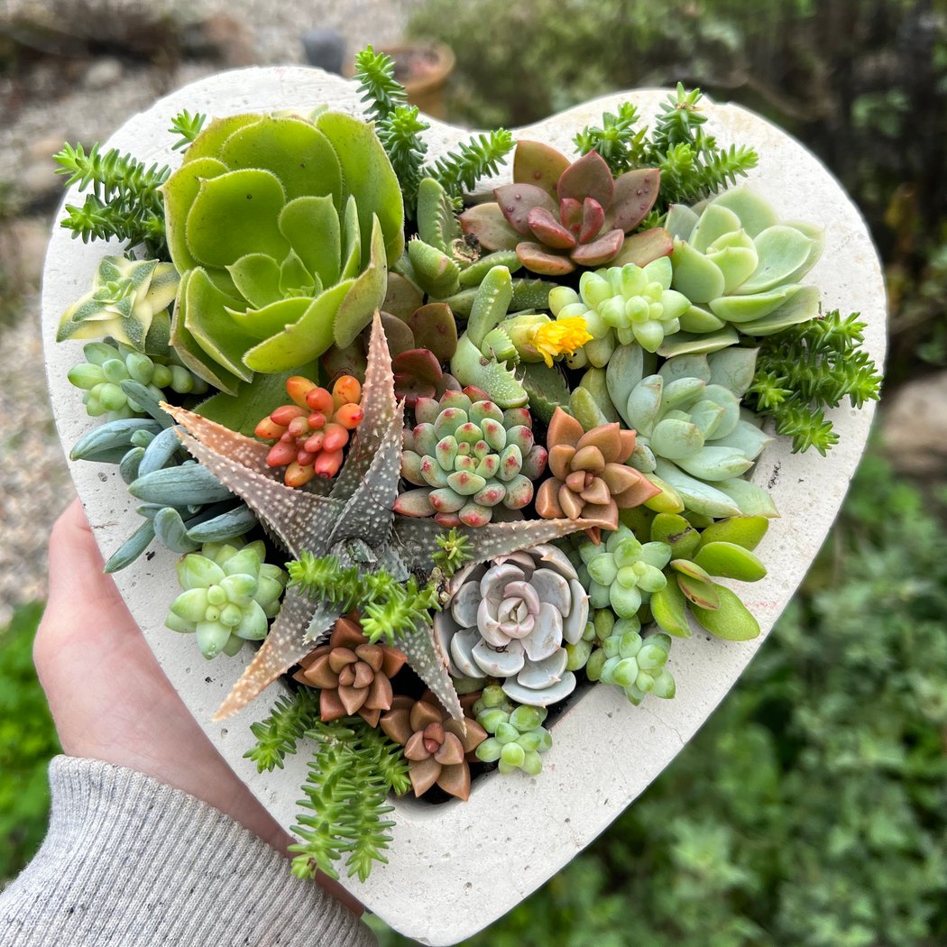 Succulent Cement Heart Planting 1