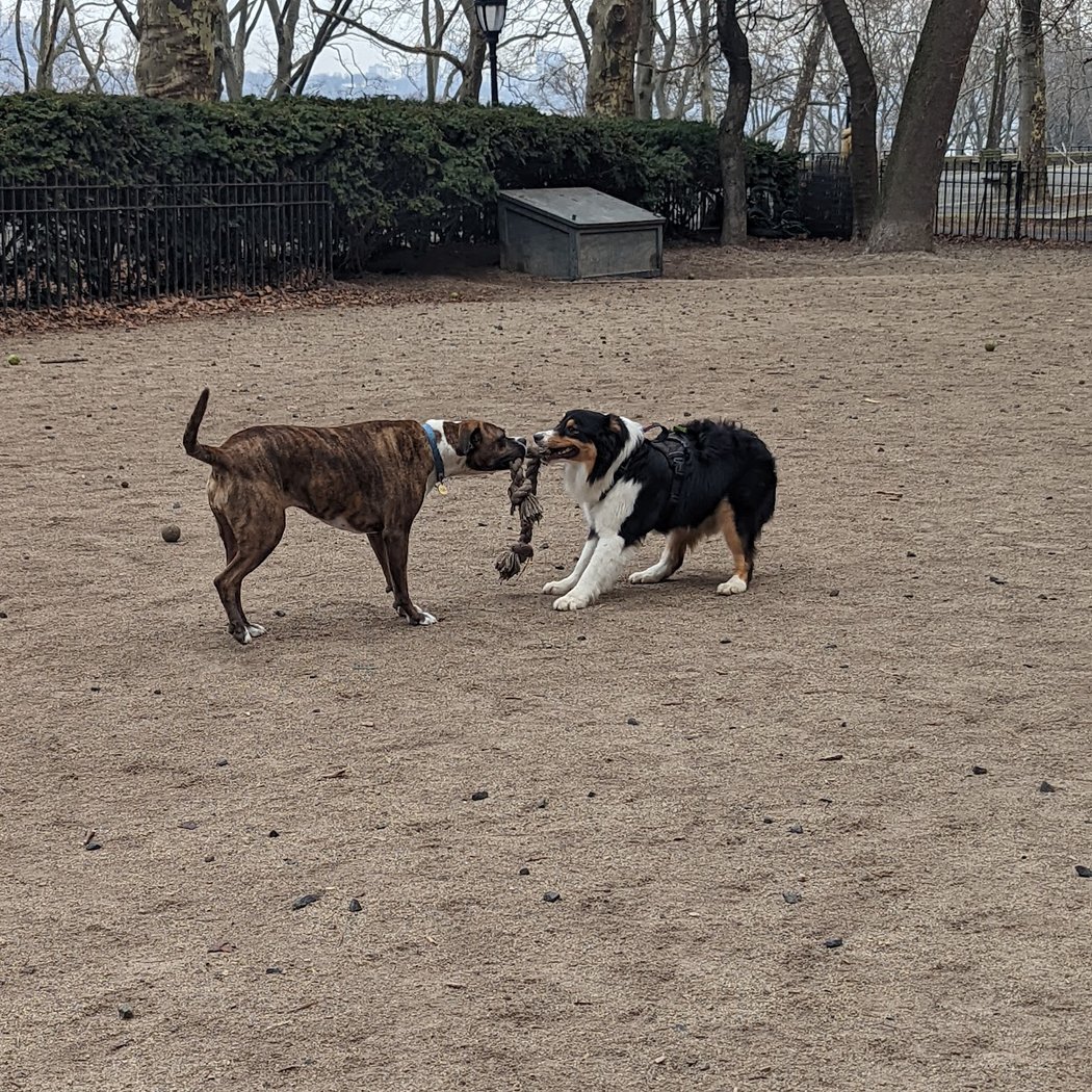 105th Street Dog Run 3