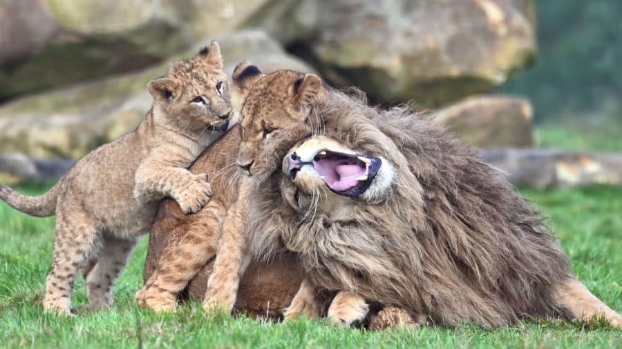 Feline Park 4