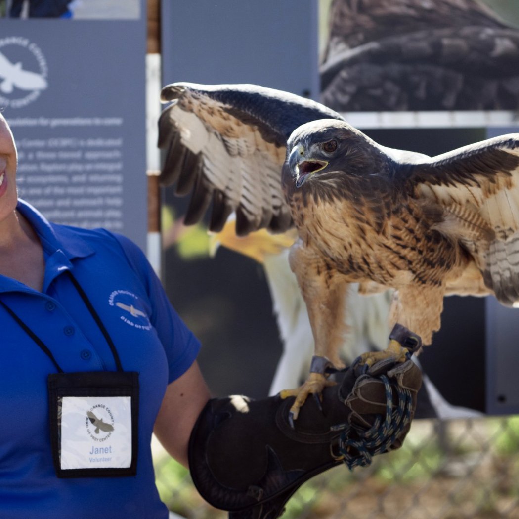 Orange County Birds of Prey 1