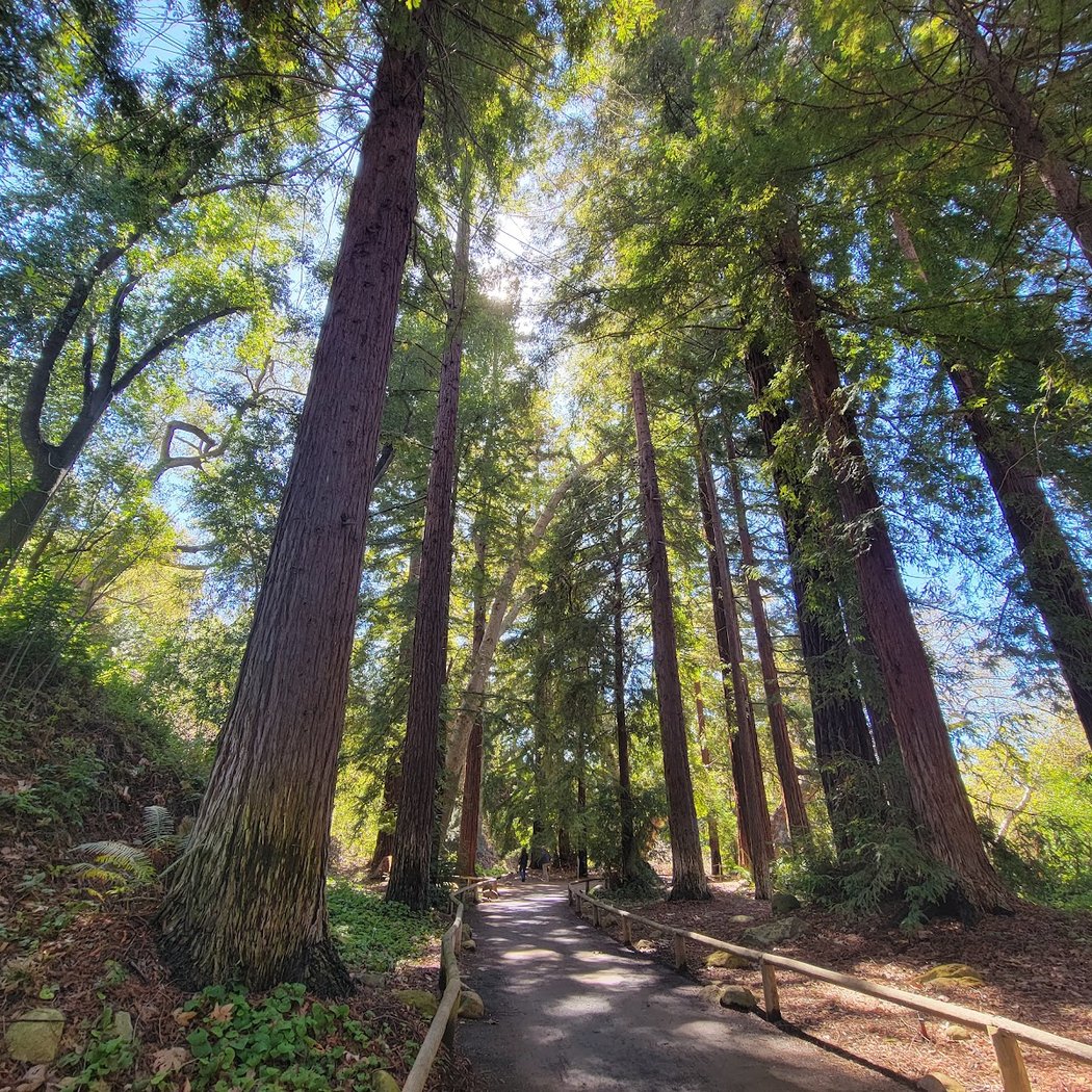 Still Growing: 100 Years of California's Native Plants 3