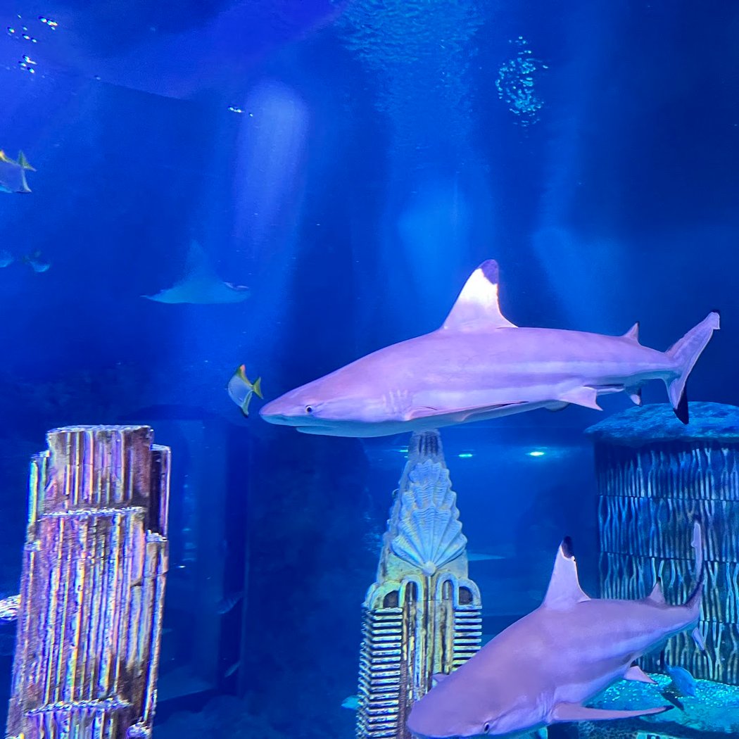 SEA LIFE New Jersey Aquarium 4