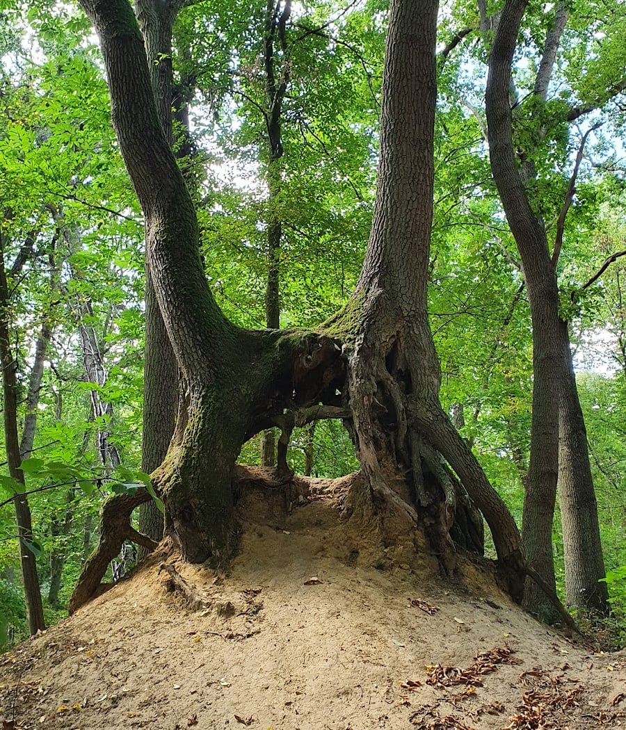 Foret d'Halatte 2
