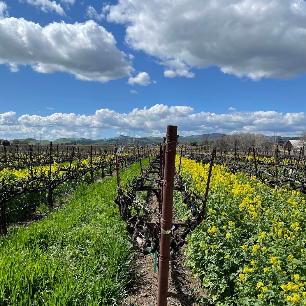 Tolenas Winery 3