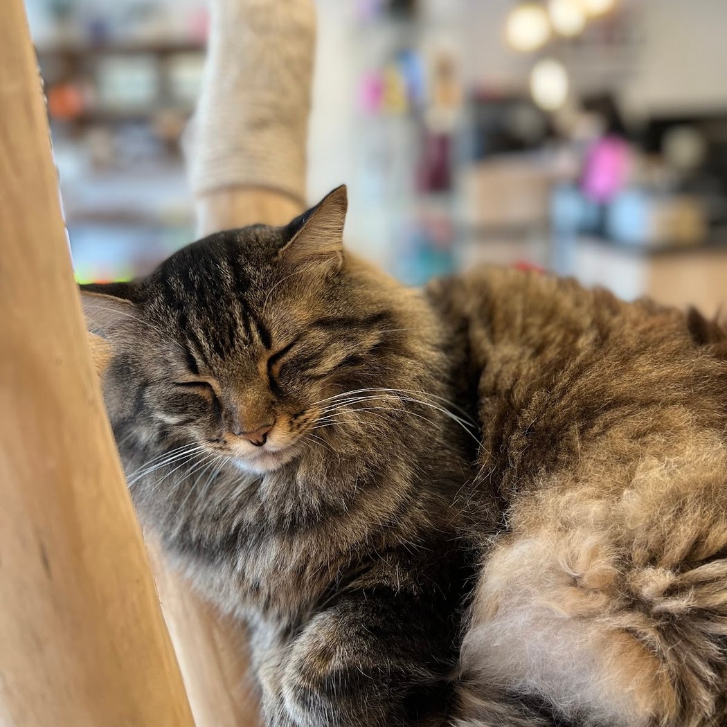 Salon de thé ~ Le Chat Zen ~ Bar à Chats ~ Pause déjeuner / Goûter ~ Epicerie gourmande 1
