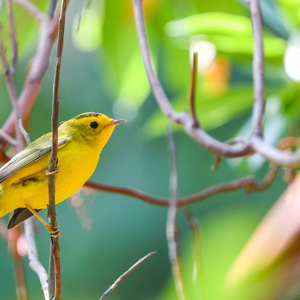 Spring Bird Walk 1