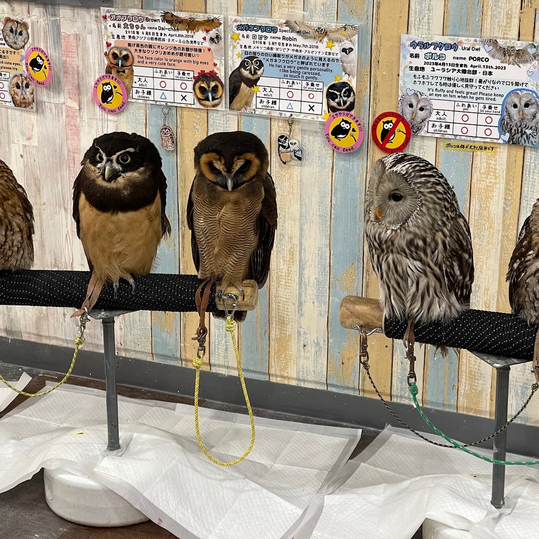Owlpark ikebukuro 2