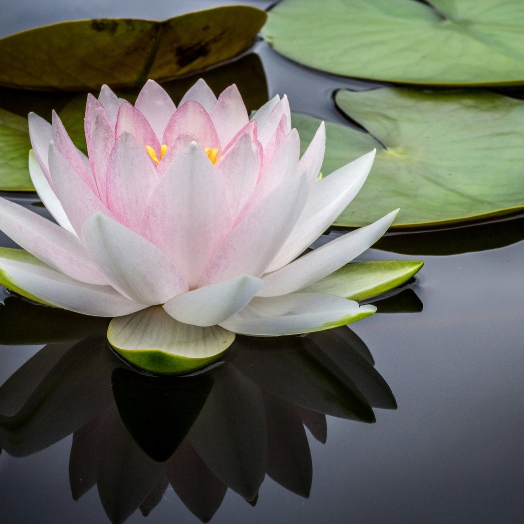 Mindfulness Meditation with Mary Welch 1