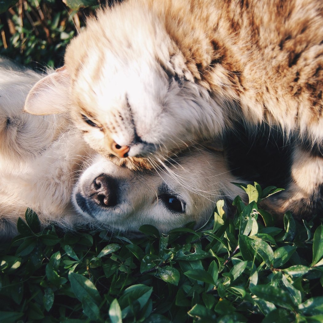 Un après-midi dédié aux animaux de compagnie 1