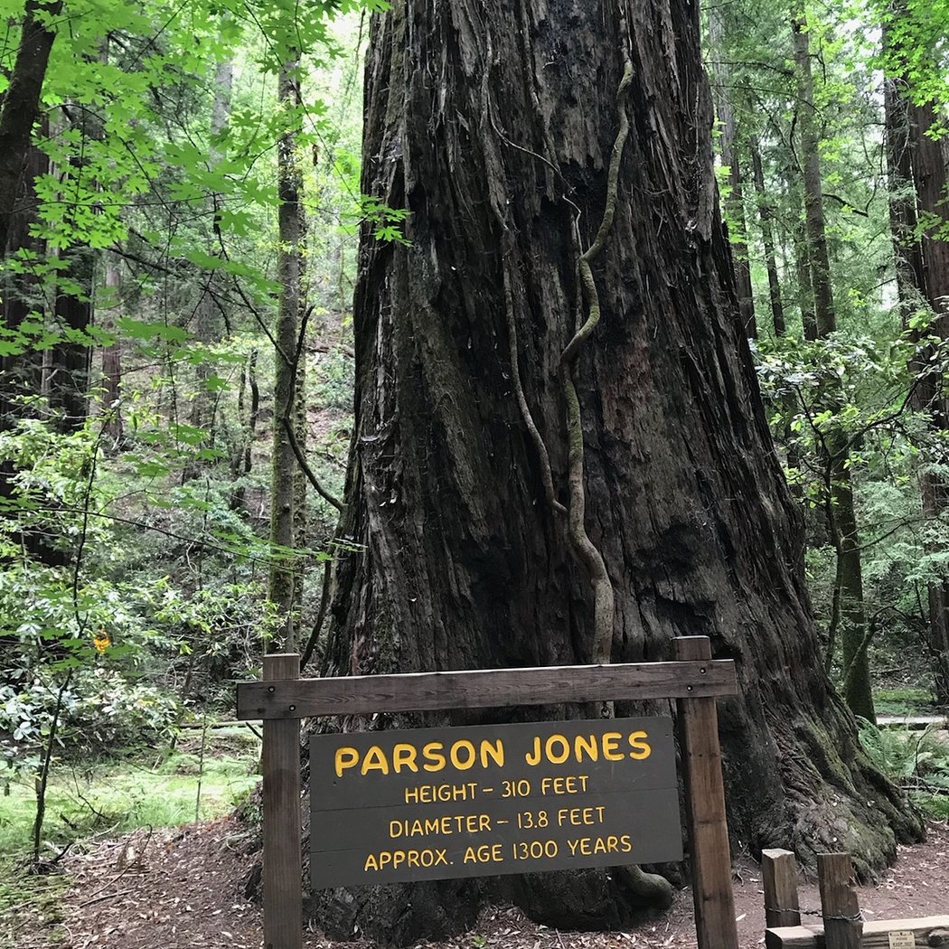 Parson Jones Tree 1
