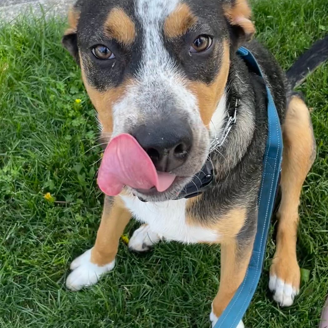ASPCA Adoption Center 1