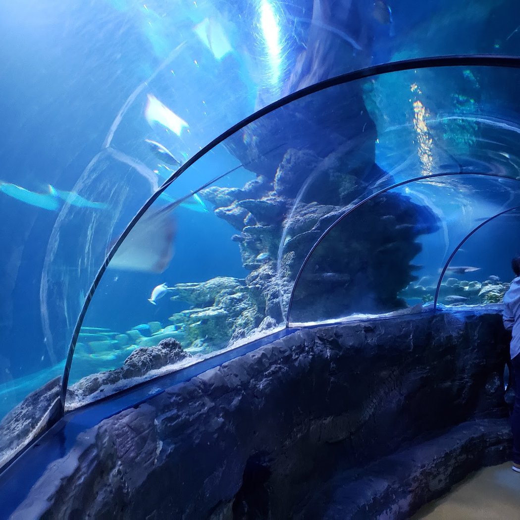 SEA LIFE London Aquarium 3